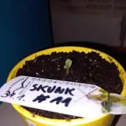 Skunk#11 Dutch Passion