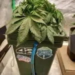 Strawberry Gorilla FastBuds Hydroponic