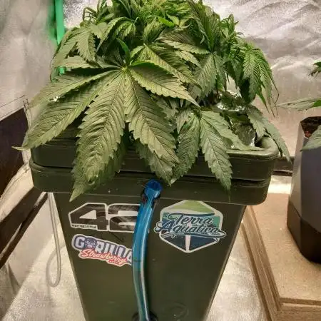 Strawberry Gorilla FastBuds Hydroponic