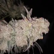 The Devil's Cookie One