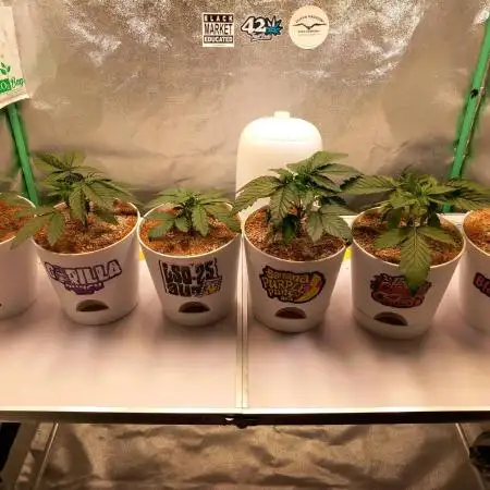 Fastbuds Purple Mania!!!