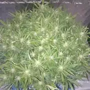 Strawberry Gorilla FastBuds Hydroponic
