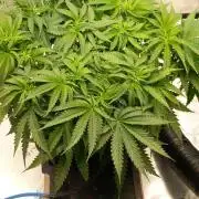 Orange Sherbet FF