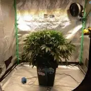 Strawberry Gorilla FastBuds Hydroponic