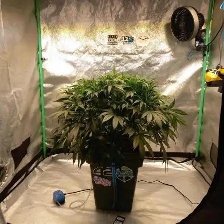 Strawberry Gorilla FastBuds Hydroponic