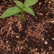 Blueberry Bubblegum #2