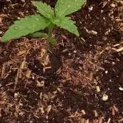 Blueberry Bubblegum #2