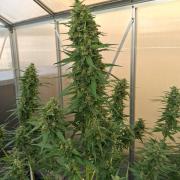 Tangerine Splash Auto Sensi Seeds