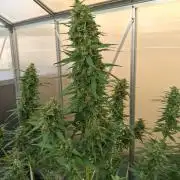 Tangerine Splash Auto Sensi Seeds