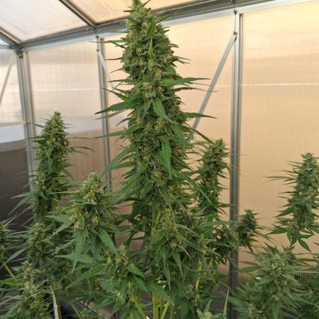 Tangerine Splash Auto Sensi Seeds