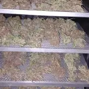 Triple G Automatic