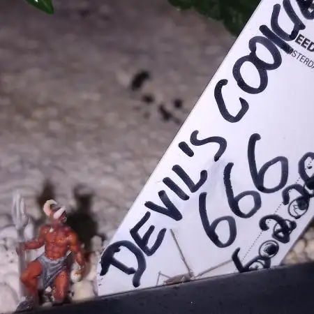 The Devil's Cookie One
