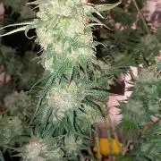 Orange Hill Special Dutch Passion