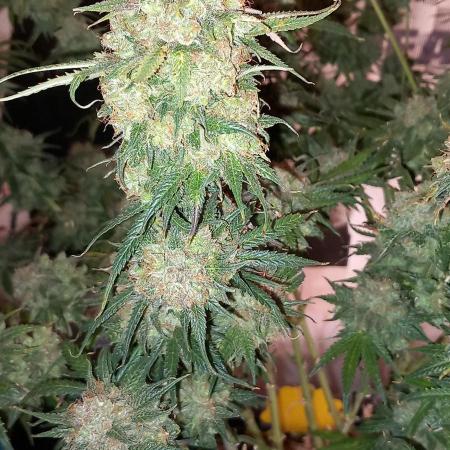 Orange Hill Special Dutch Passion