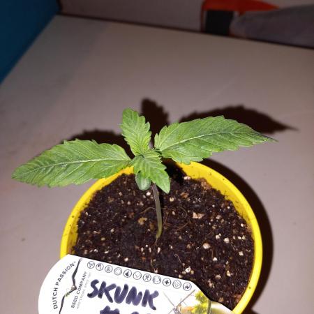 Skunk#11 Dutch Passion