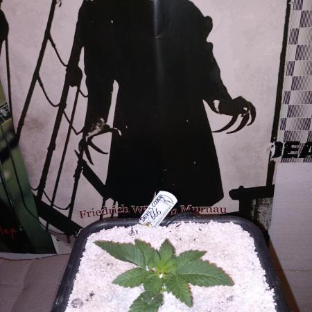 The Devil's Cookie One