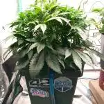 Strawberry Gorilla FastBuds Hydroponic