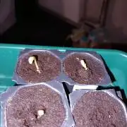 Cannabonsai Tropicana Cookies FastBuds