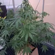 Tangerine Splash Auto Sensi Seeds