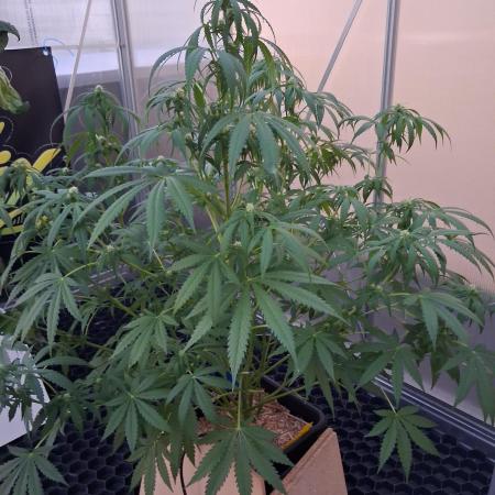 Tangerine Splash Auto Sensi Seeds