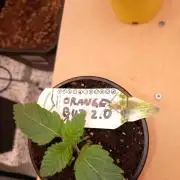 Orange Bud 2.0 Dutch Passion