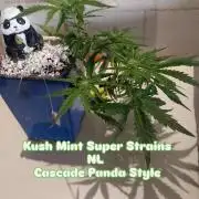 Kush Mint Super  Strains