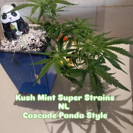 Kush Mint Super  Strains