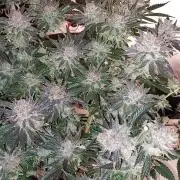 Orange Bud 2.0 Dutch Passion