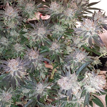 Orange Bud 2.0 Dutch Passion