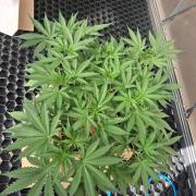 Blueberry Bubblegum #1