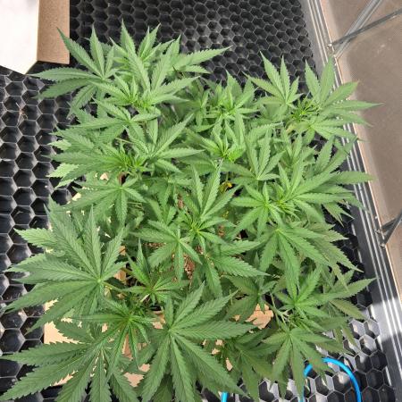 Blueberry Bubblegum #1