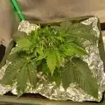 Strawberry Gorilla FastBuds Hydroponic