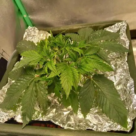 Strawberry Gorilla FastBuds Hydroponic
