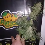 TPB Miki's Apricot Cannabonsai