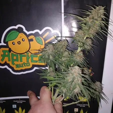 TPB Miki's Apricot Cannabonsai