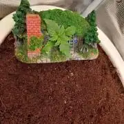 Cannabonsai Purple Lemonade Auto