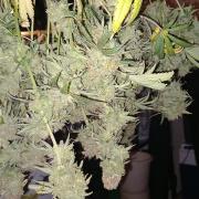 Orange Hill Special Dutch Passion