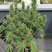 Tangerine Splash Auto Sensi Seeds