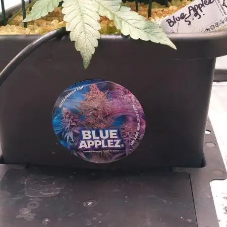 Blue Applez Dutch Passion