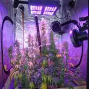 Barney's Farm White Widow XXL & Amnesia Lemon nearing full bloom