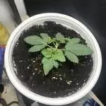 GG #4