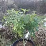 Gsc outdoor