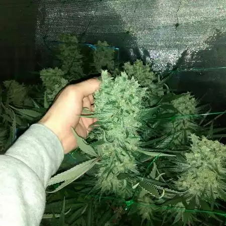 Indoor closet grow