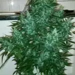 Strawbear