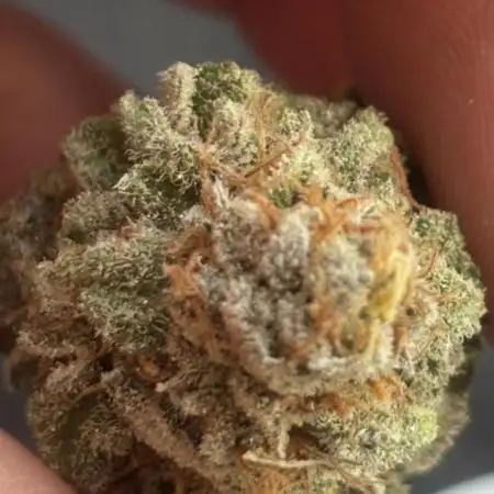 Orange Bud 2.0