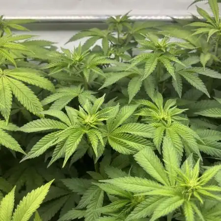 Super Lemon Haze x RS11