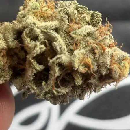 Orange Bud 2.0