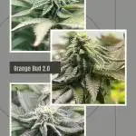 Orange Bud 2.0