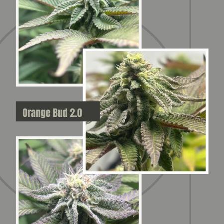 Orange Bud 2.0