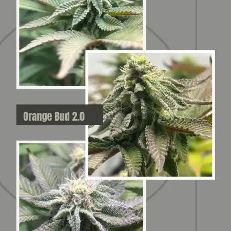 Orange Bud 2.0